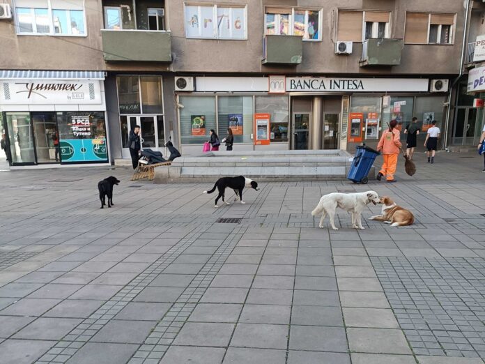 Propao tender za zbrinjavanje napuštenih pasa u Prokuplju