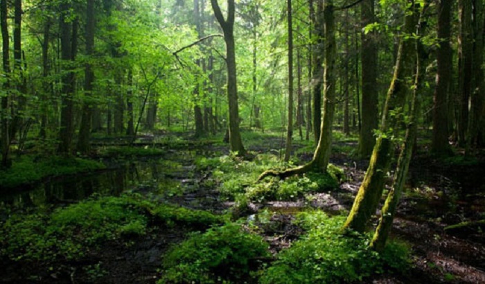 Protesti zbog divlje seče poslednje evropske prašume u Poljskoj