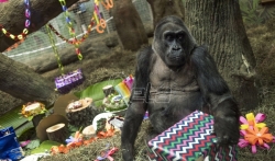 Prva gorila rodjena u zoološkom vrtu uginula u Ohaju