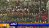 Prva prolećna Novosadska cvetna pijaca VIDEO