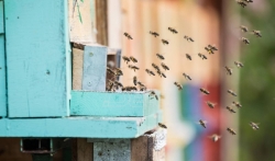 Prvi azil za pčele otvoren u Beogradu