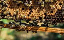 
					Prvi azil za pčele otvoren u Beogradu 
					
									