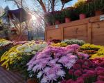 Prvi jesenji festival cveća u Vranju