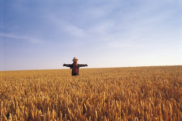 Prvi put posle 30 godina - srpska pšenica ide u Egipat
