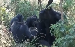 
					Prvi put zabeležen pogrebni ritual kod šimpanzi (VIDEO) 
					
									