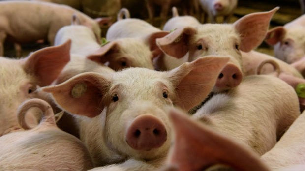 Prvi slučajevi svinjskog gripa u Bugarskoj