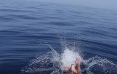 Prvo plivale ajkule, pa Jovan Memedović: Odlučio sam da budem živi mamac (VIDEO)