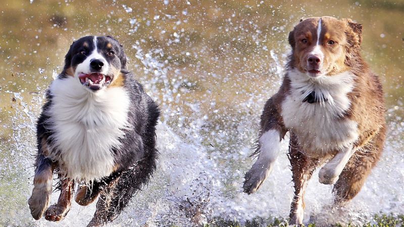 Psi efikasno oružje u borbi protiv lovokradica