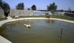 Psi iz zrenjaninskog Prihvatišta rashladjuju se u bazenima