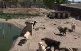 Psi iz zrenjaninskog azila se rashlađuju u bazenima (VIDEO)