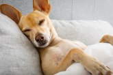 Psi kao ljubimci tradicija od dva veka, a kako su se uvukli u krevete?