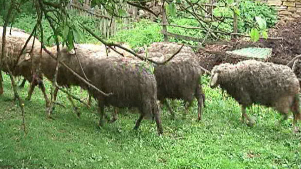 Psi lutalice napali stado ovaca u Čunguli kod Blaca