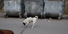 Psi lutalice uznemiravaju žitelje Šajkaša