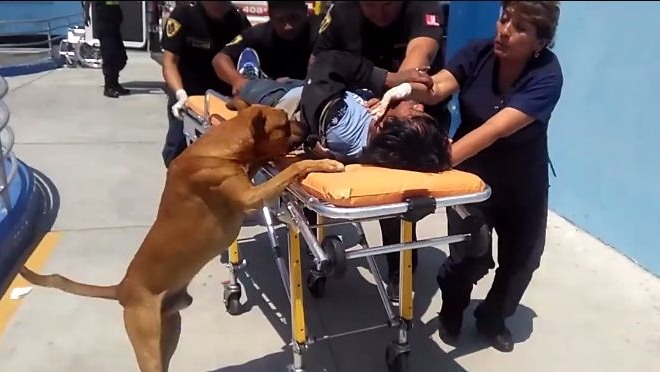 Psi pratili povređenog vlasnika do bolnice