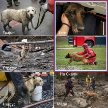 Psi spasioci: Zigi, Trajon, Stratus, Neksus, Madi