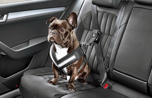 Psi su opušteniji kada putuju u električnom automobilu