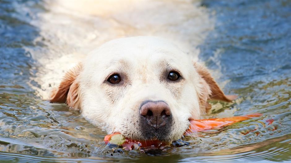 Psi u zrenjaninskom prihvatilištu rashlađuju se u bazenima