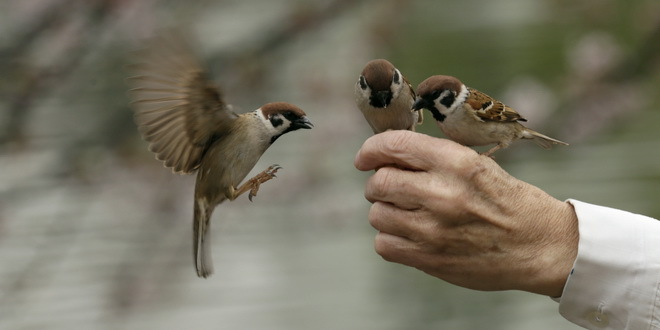 Ptice koje uče da pevaju imaju dijalekte,pokazali naučnici