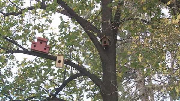 Ptice u parku dobile dom