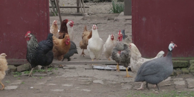 Ptičiji grip na Kosovu i Metohiji, uništena živina na pet farmi