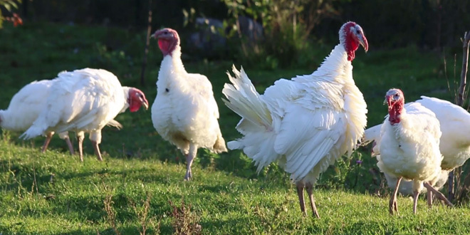 Ptičji grip na farmi, veterinari uništavaju 10.500 ćurki