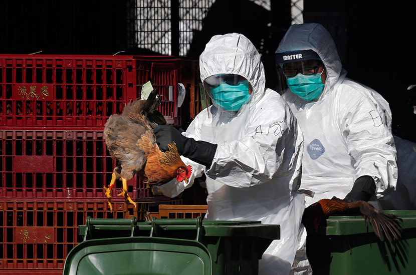 Ptičji grip se širi po regionu, da li treba paničiti? Sad je pronađen i u Prijedoru