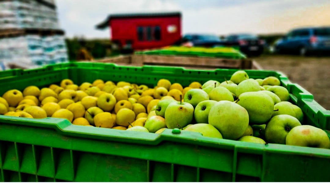 RAS: Novi vebinar o izvozu voća i povrća u UAE i Saudijsku Arabiju