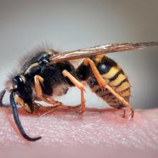 RECITE ZBOGOM OSAMA I STRŠLJENIMA: Zasadite OVU biljku i insekti će bežati od vas kao ludi