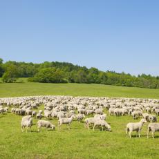 REVOLUCIJA  u gajenju ovaca: Ovako izgleda farma kojom rukovodi ova STVAR!