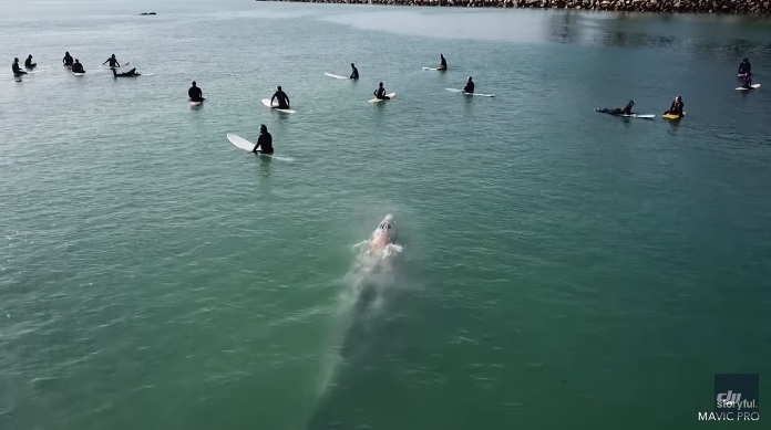 RT: „Potpuno suludo“: Ogromni plavi kit pliva pored surfera 