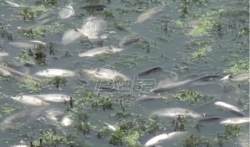 RTV: Šećerani u Crvenki zabranjeno da ispušta vodu u Veliki bački kanal zbog pomora ribe