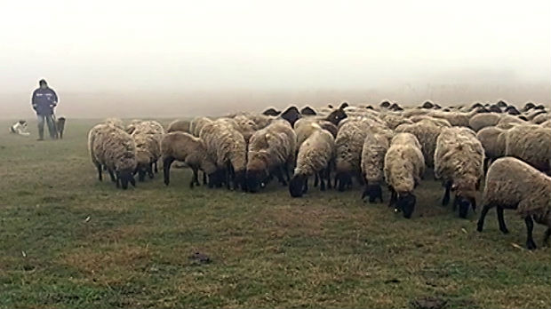 Rade po snegu, kiši, vetru, magli – isplati li se posao pastira