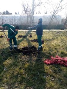 Radnici JKP „Čistoća i zelenilo“ Zrenjanin pejzažno uredili prostor oko centralnog jezera