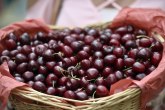 Rampa za voće iz Hrvatske: Višnje nisu zdrave
