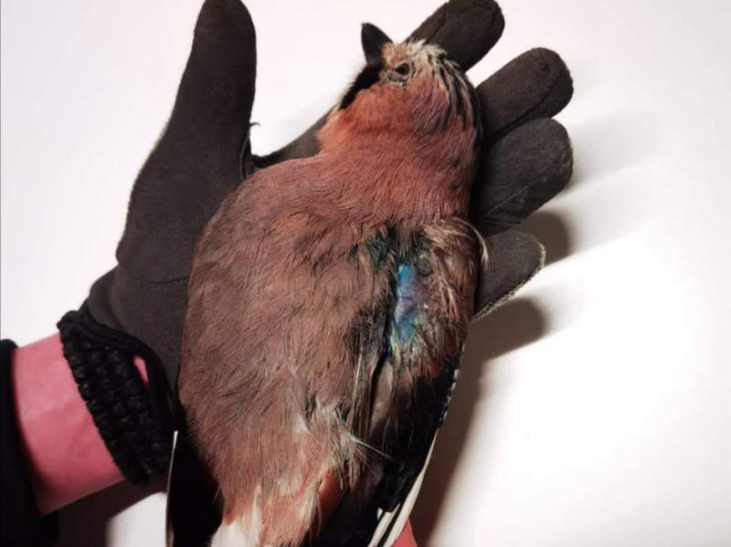 Ranjena sojka ptica u Nišu - drugi slučaj upucane ptice za 3 dana, kažu u Zoo Planetu