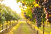 Raspisan konkurs za subvencije za podizanje zasada vinove loze