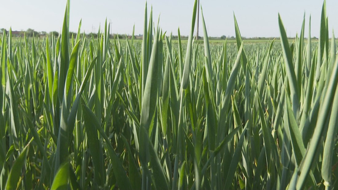 Rast cena pšenice, cene kukuruza i soje u padu