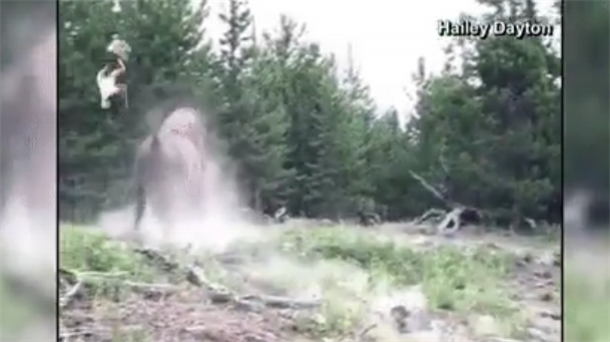 Razjareni bizon NAPAO DEVOJČICU, letela uvis (VIDEO)