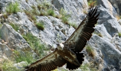 Razmatra se zabrana letova iznad Uvca gde žive zaštićeni orlovi