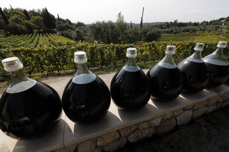Razvoj vinogradarstva u Vršcu uz pomoć subvencija