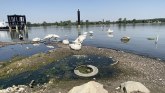 Reke, vodostaj Sava i Dunav: Zemunski labudovi na suvom, okruženi prljavštinom