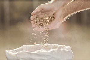 Republička direkcija za robne rezerve kupuju 50.000 tona merkantilne pšenice