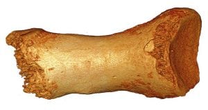 Rešena misterija kosti stare 50.000 godina