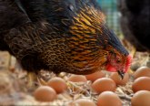 Rešena najveća dilema: Šta je starije, kokoška ili jaje?