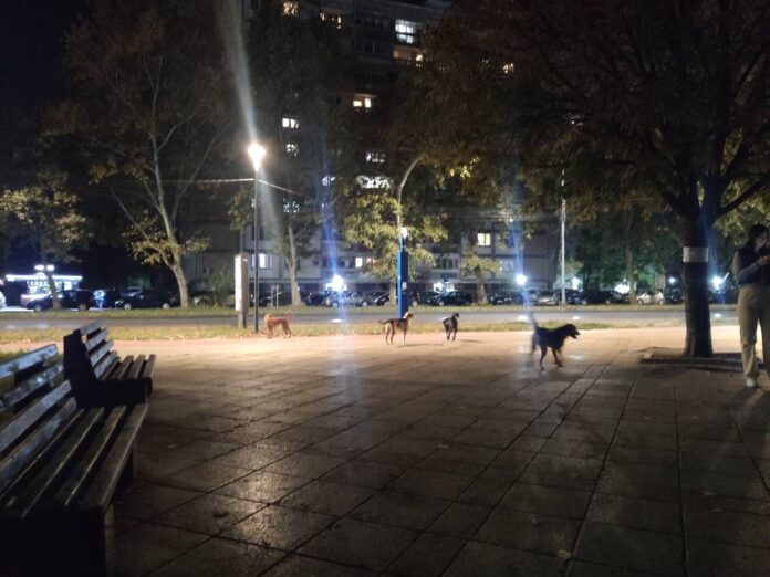 „Rešenja na papiru, ujedi u stvarnosti“ – još jedan napad pasa u bulevarskom parku u Nišu