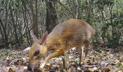 Retka vrsta sisara nalik jelenu fotografisana na jugu Vijetnama