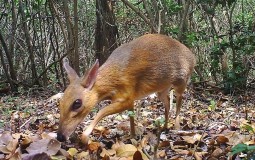 
					Retka vrsta sisara nalik jelenu fotografisana na jugu Vijetnama 
					
									