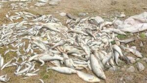 Riba u Kolubari potrovana amonijakom, sumnja se na obližnju fabriku