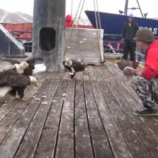 Ribar je hranio jato orlova - kada je pogledao levo, nije mogao da veruje svojim očima! (VIDEO) 