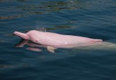 Ribar uslikao retkog ružičastog delfina: Osećam se kao da sam video Bigfuta“ VIDEO